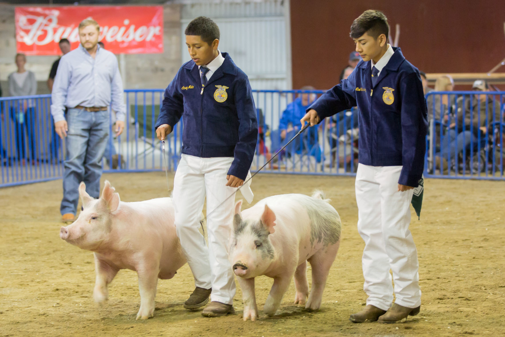 070919 SB Fair Animal Judging 04.jpg